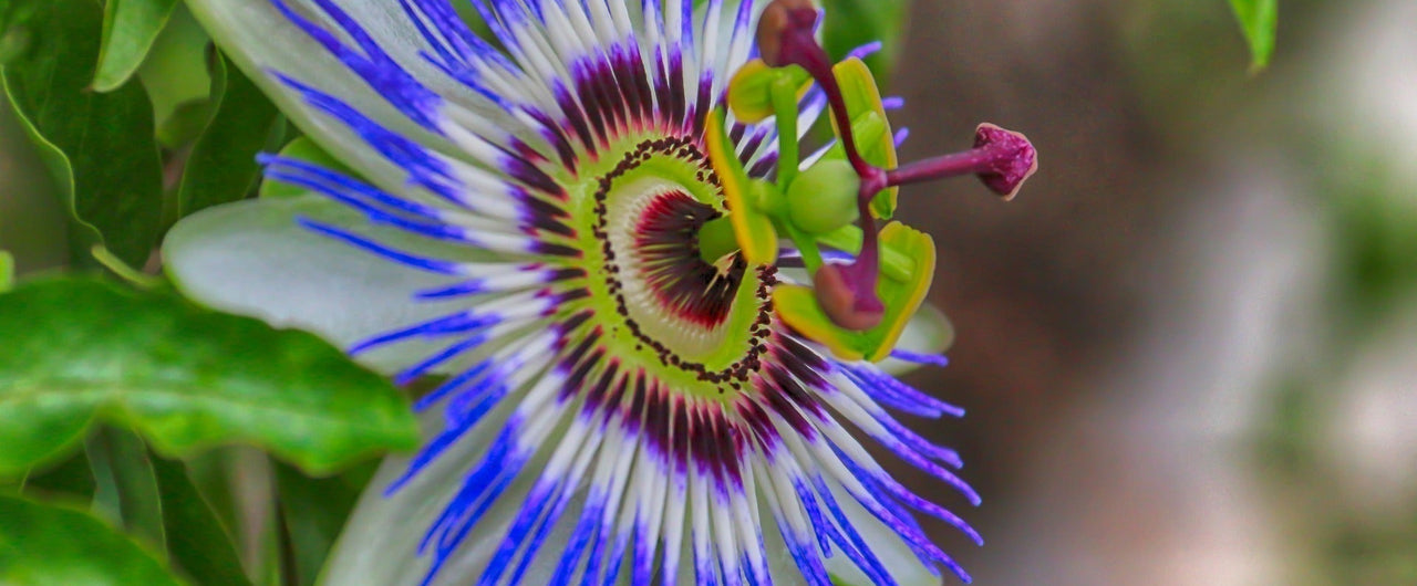 The Best Supplements For Sleep and Calm